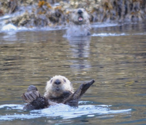 Kodiak National wildlife Refuge