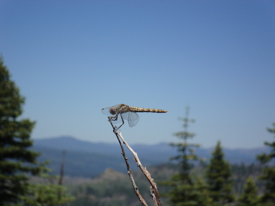 Lassen National Forest
