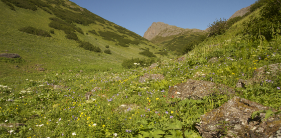 Chugach National Forest