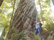 Redwood national park