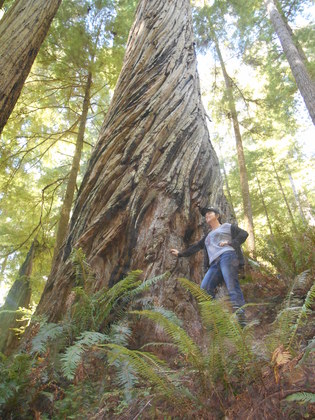 Redwood national park