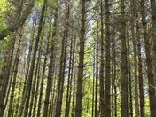 Appalachian Trail