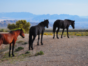Spring Mountain National Recreation Area