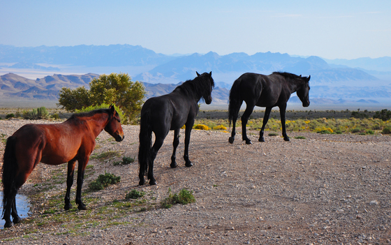 Spring Mountain National Recreation Area