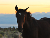 Mt. Charleston Wilderness Area