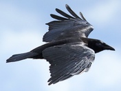 Crow in Flight