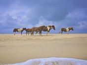 Assateague Island National Seashore