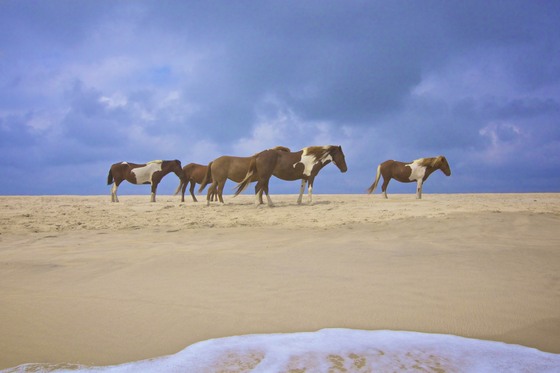 Assateague Island National Seashore