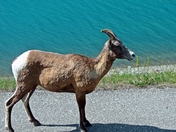 LONG HORN SHEEP