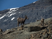 LONG HORN SHEEP