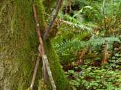 Olympic National Park