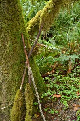 Olympic National Park