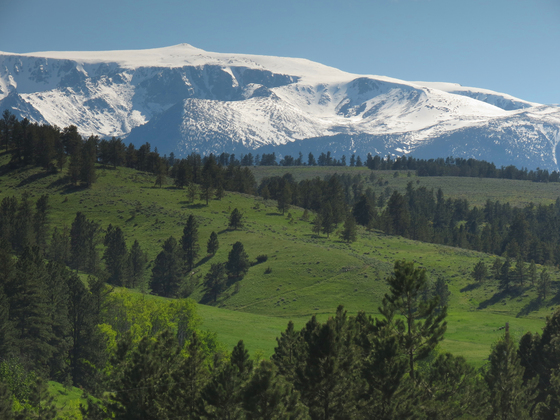Custer National Forest