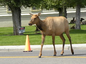 Yellowstone National Park