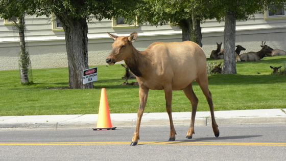 Yellowstone National Park