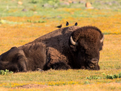 wichita mountains wildlife refuge