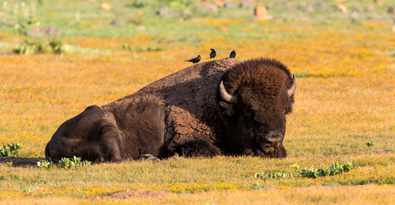 wichita mountains wildlife refuge