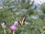 Mount Charleston National Park