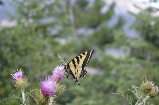 Mount Charleston National Park