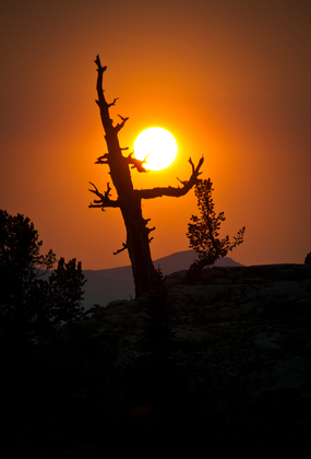Jedediah Smith Wilderness
