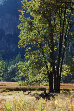 Yosemite National Park