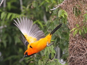 Laguna Atascosa National Widlife Refuge