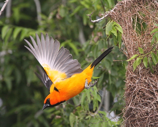 Laguna Atascosa National Widlife Refuge