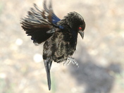 Laguna Atascosa National Wildlife Refuge
