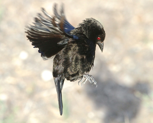 Laguna Atascosa National Wildlife Refuge