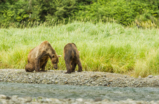 Katmai National Park