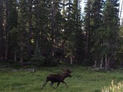 Roosevelt National Forest