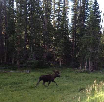 Roosevelt National Forest
