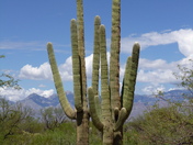 Saguaro National Park