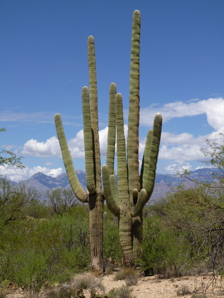 Saguaro National Park