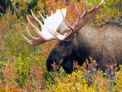 Denali National Park