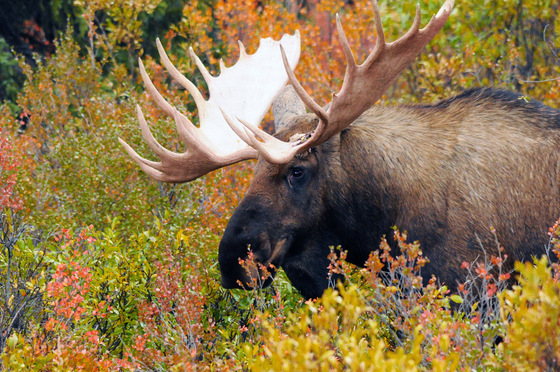 Denali National Park