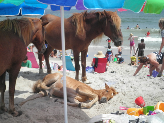 Assateague Island National Seashore