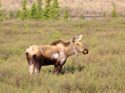 Denali National Park