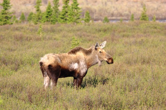 Denali National Park