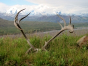 Denali National Park