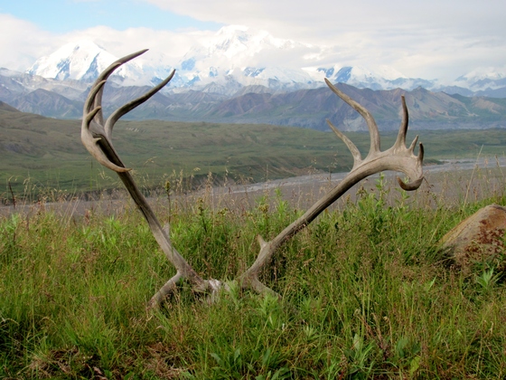 Denali National Park