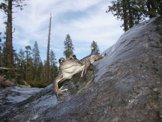 Trinity Alps