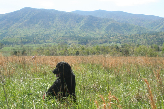 Cades Cove, Smoky Mountains National Park