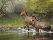 Tonto National Forest