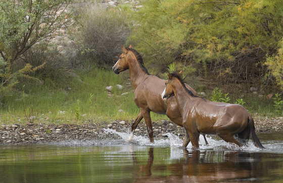 Tonto National Forest