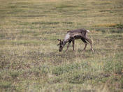 Denali national park