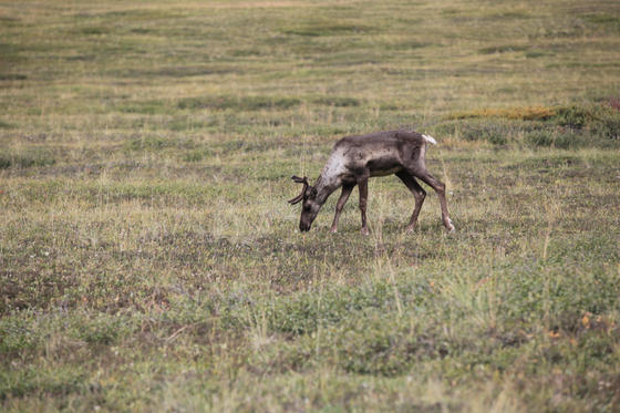 Denali national park