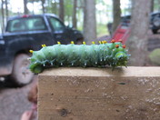 One Big Caterpillar