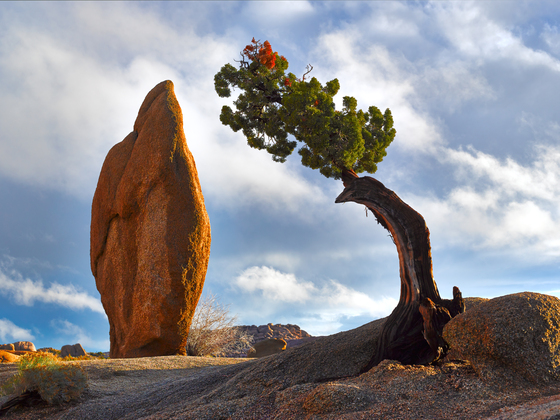 Joshua Tree National Park