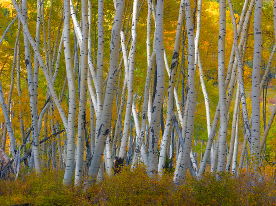 San Juan National Forest